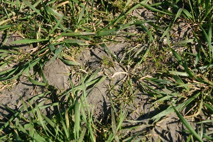 Cossack Star straatgras en kamille.jpg